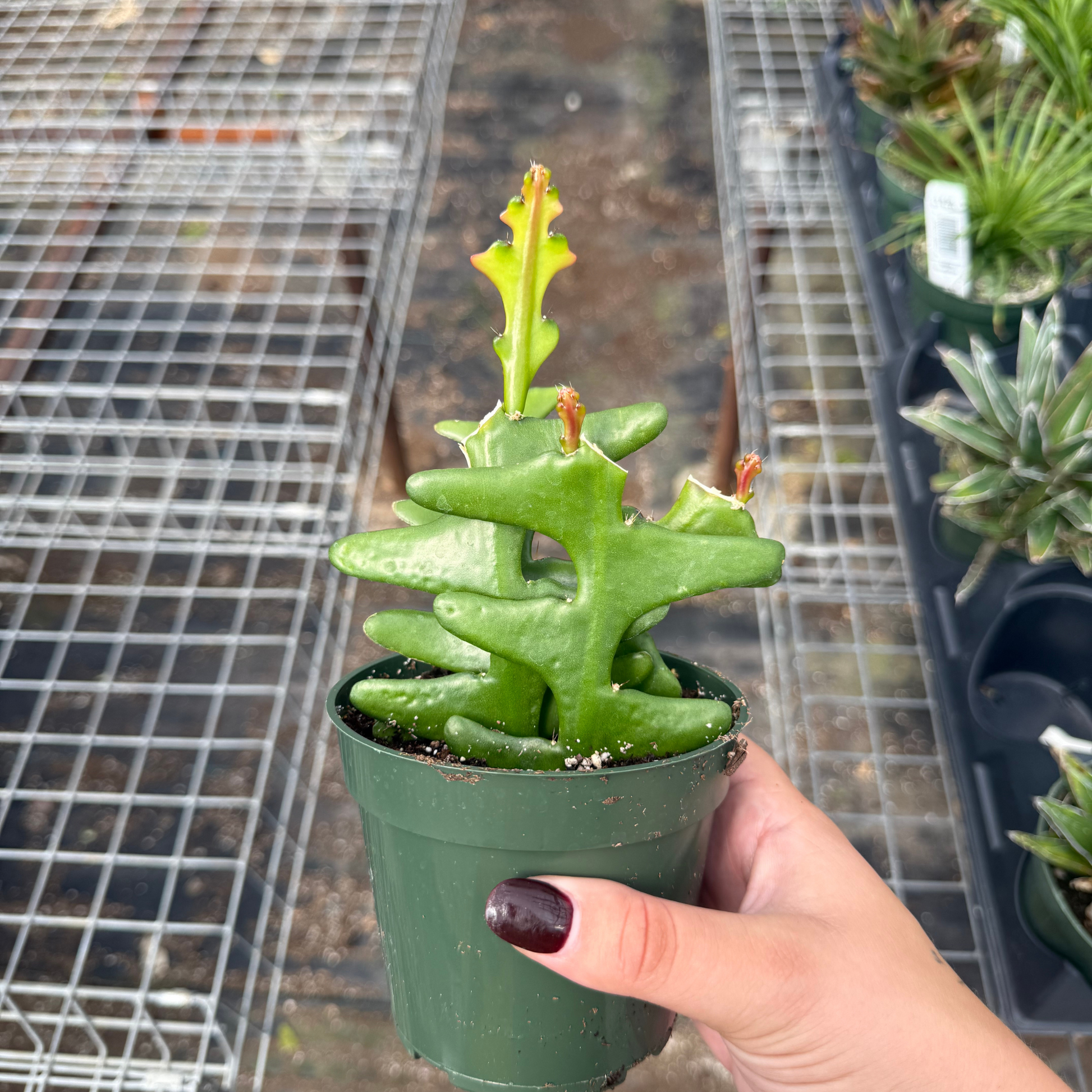 ric rac succulent Disocactus anguliger 'Ric Rac Cactus'