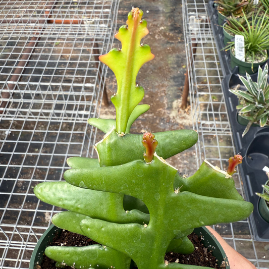 Disocactus anguliger 'Ric Rac Cactus'