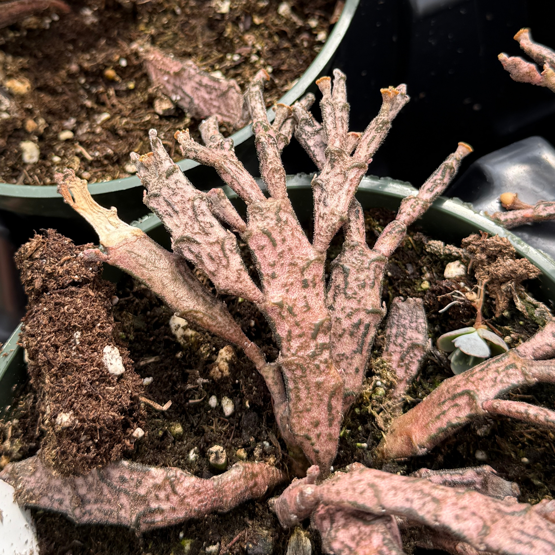 succulent flattening Euphorbia platyclada