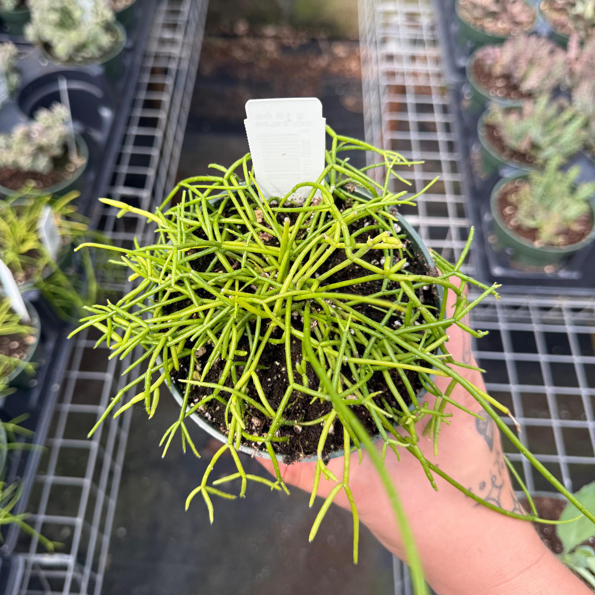 rhipsalis hanging plant Rhipsalis cassutha – Fantastic Gardens