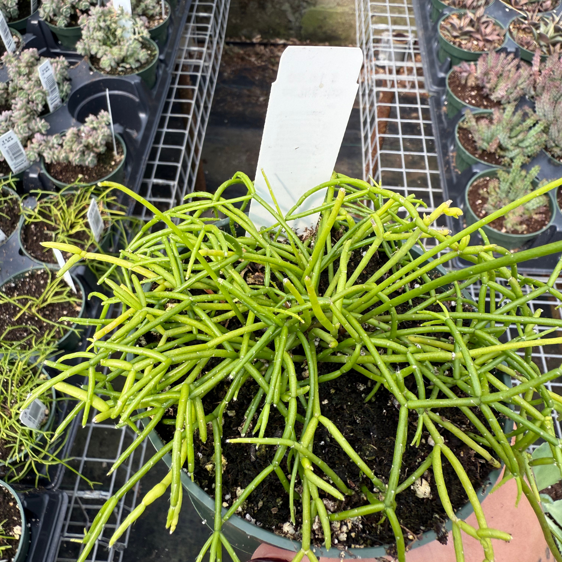 rhipsalis indoor plant Rhipsalis cassutha – Fantastic Gardens