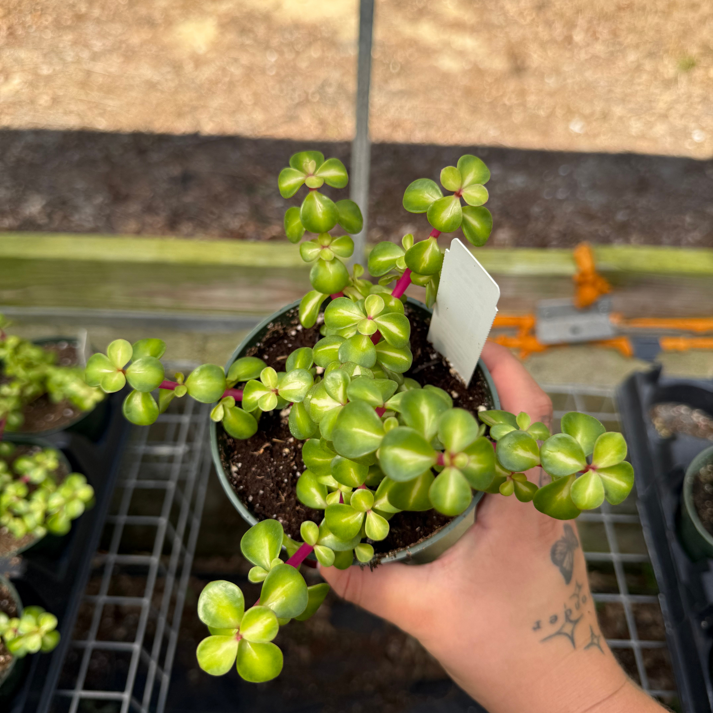 Portulacaria afra 'Mediopicta'