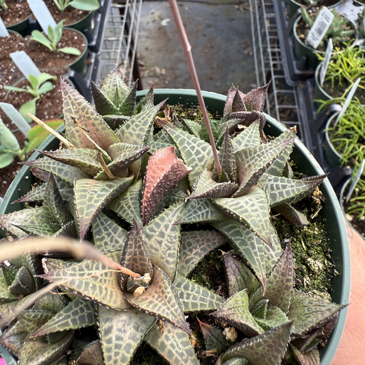 Haworthia tessallata