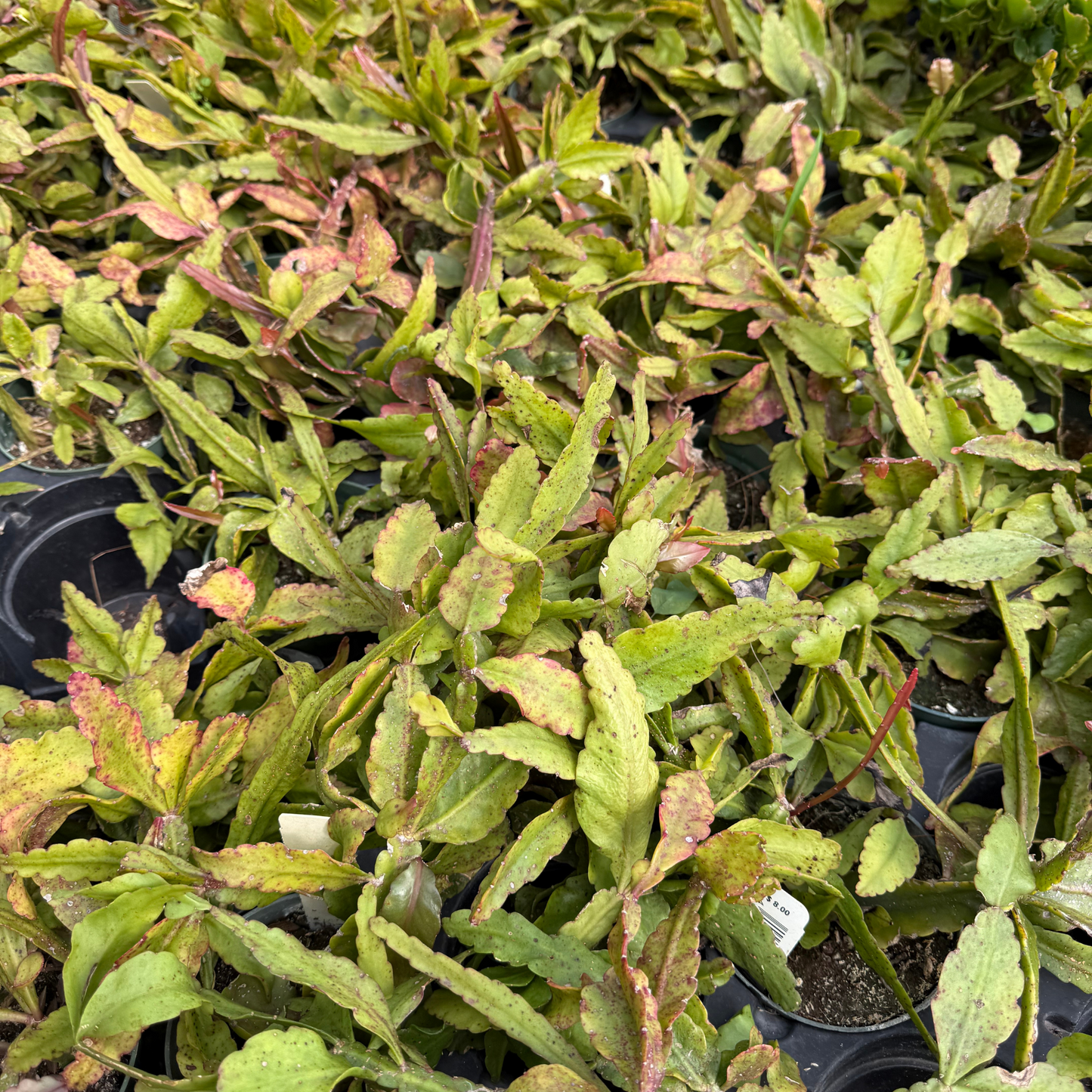Rhipsalis pachyptera