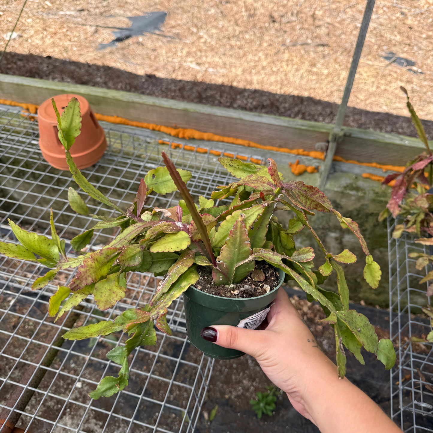 Rhipsalis pachyptera
