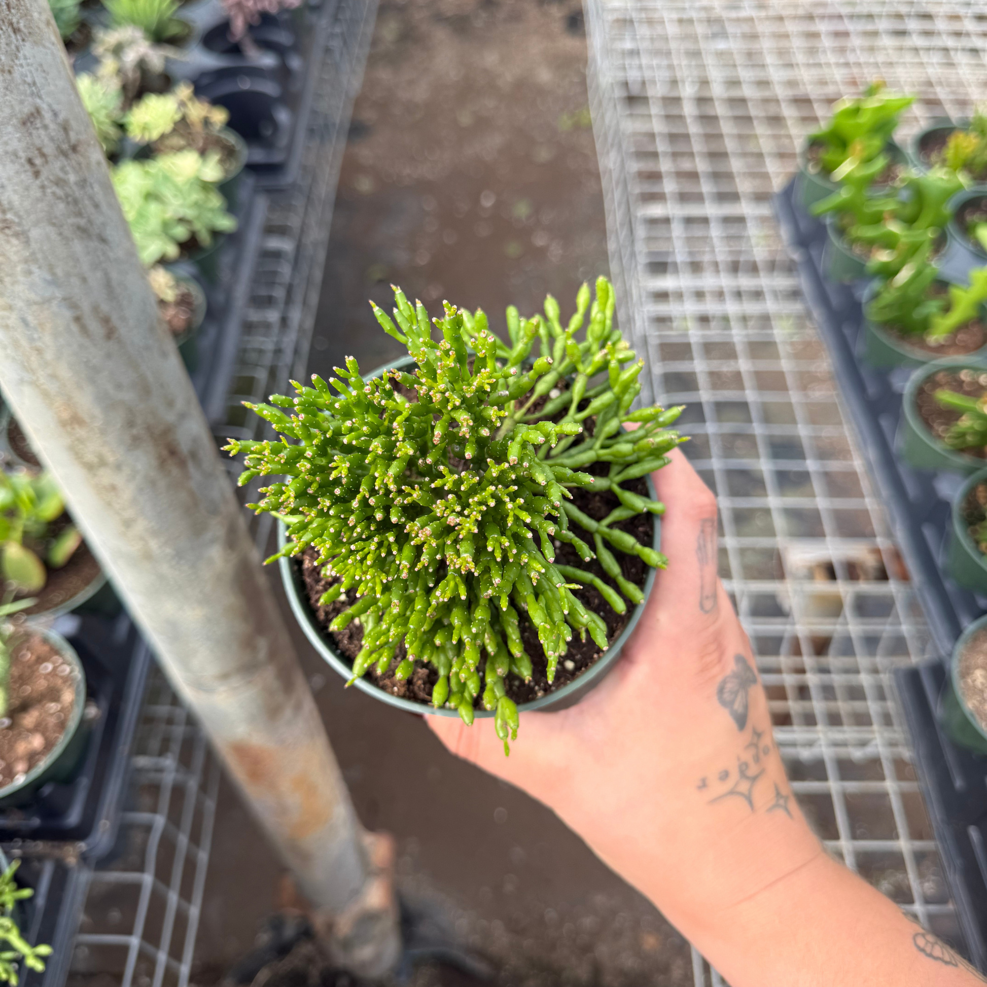 drunkard's dream succulent Rhipsalis salicornioides 'Drunkard's Dream'