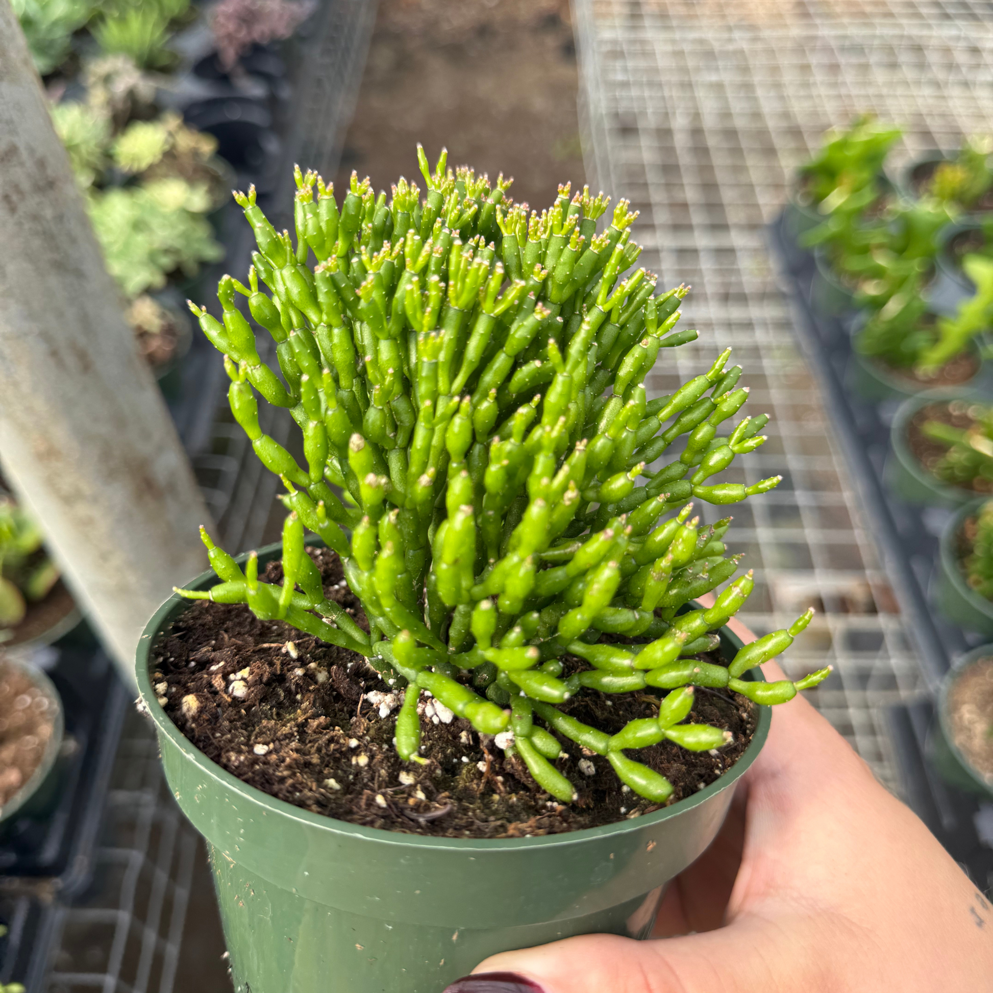 rhipsalis succulent Rhipsalis salicornioides 'Drunkard's Dream'