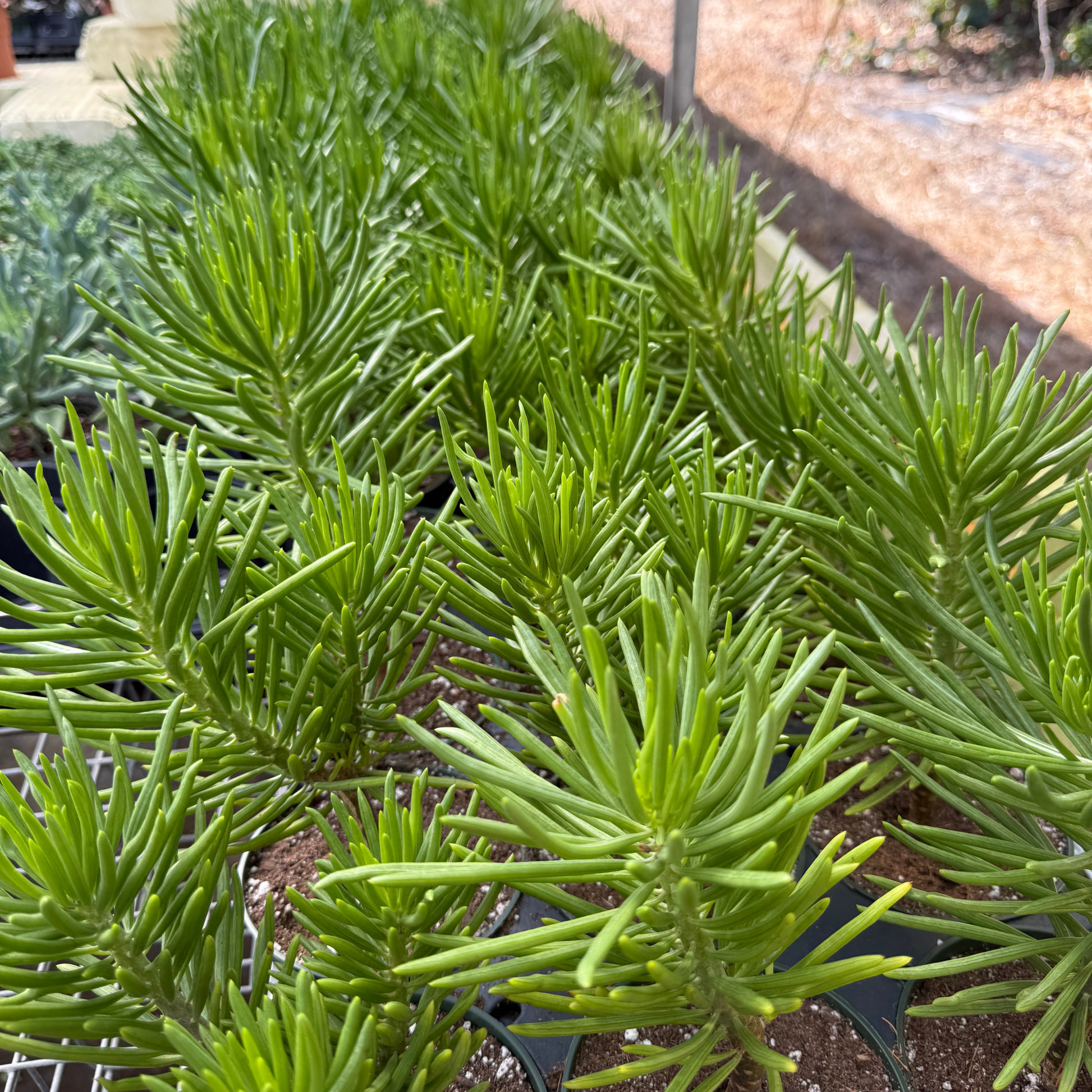 succulent bush senecio care Senecio barbertonicus – Fantastic Gardens