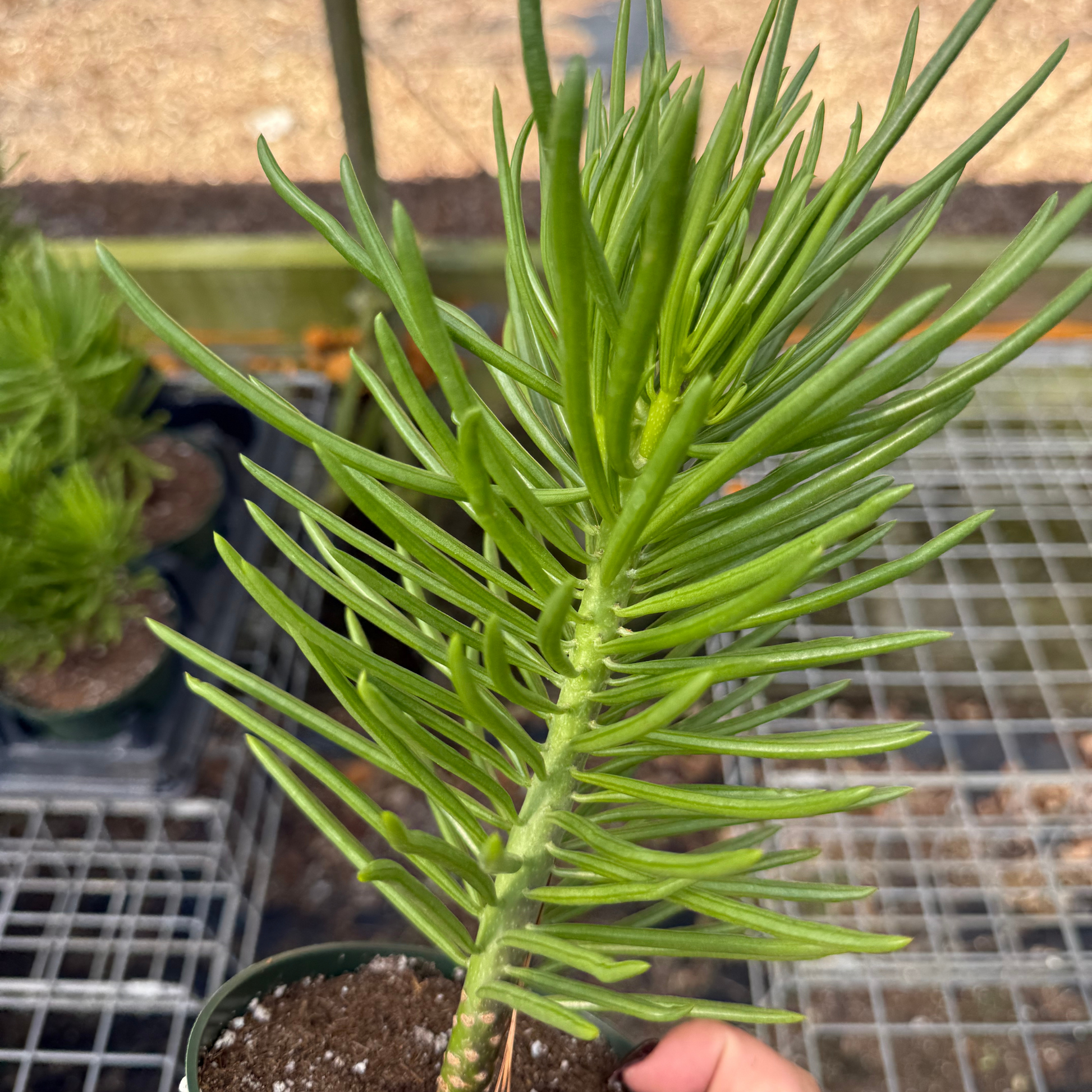 upright succulent Senecio barbertonicus