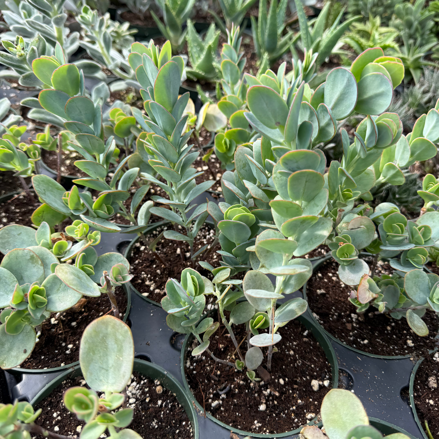 Kalanchoe marnieriana