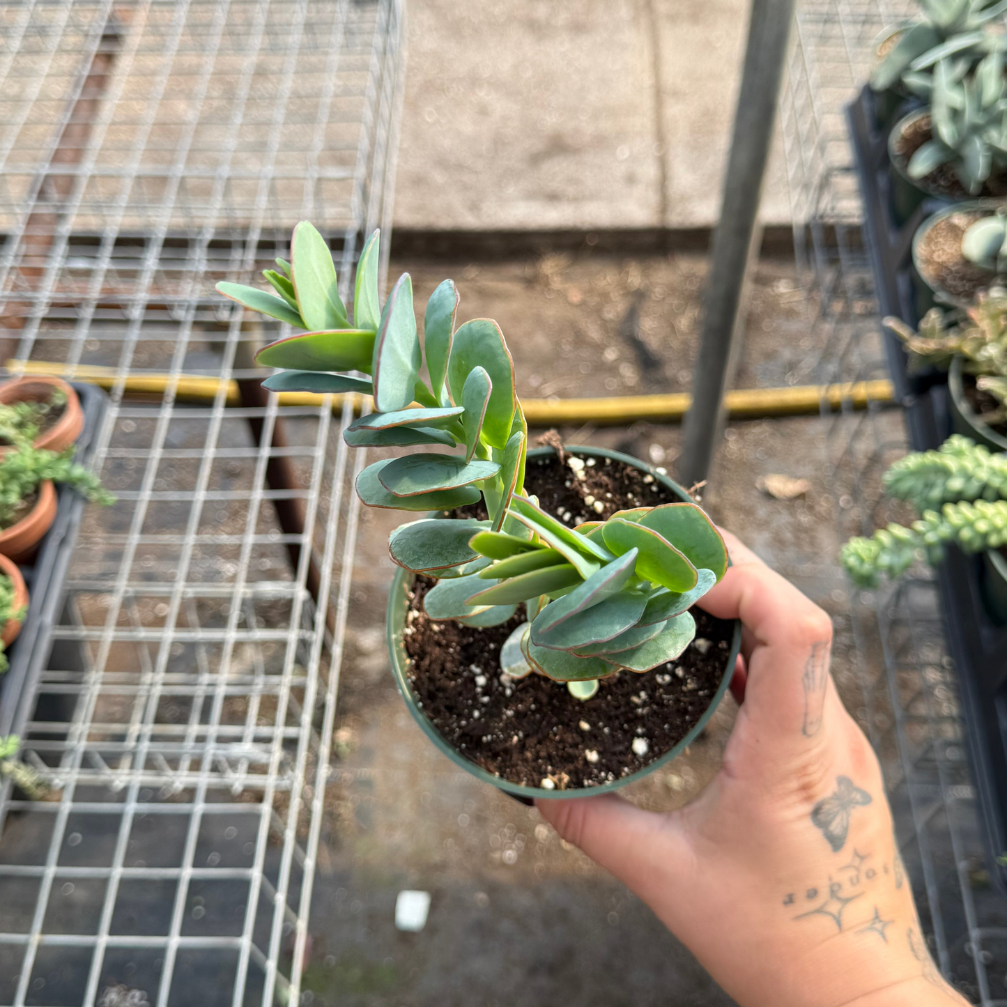 Kalanchoe marnieriana