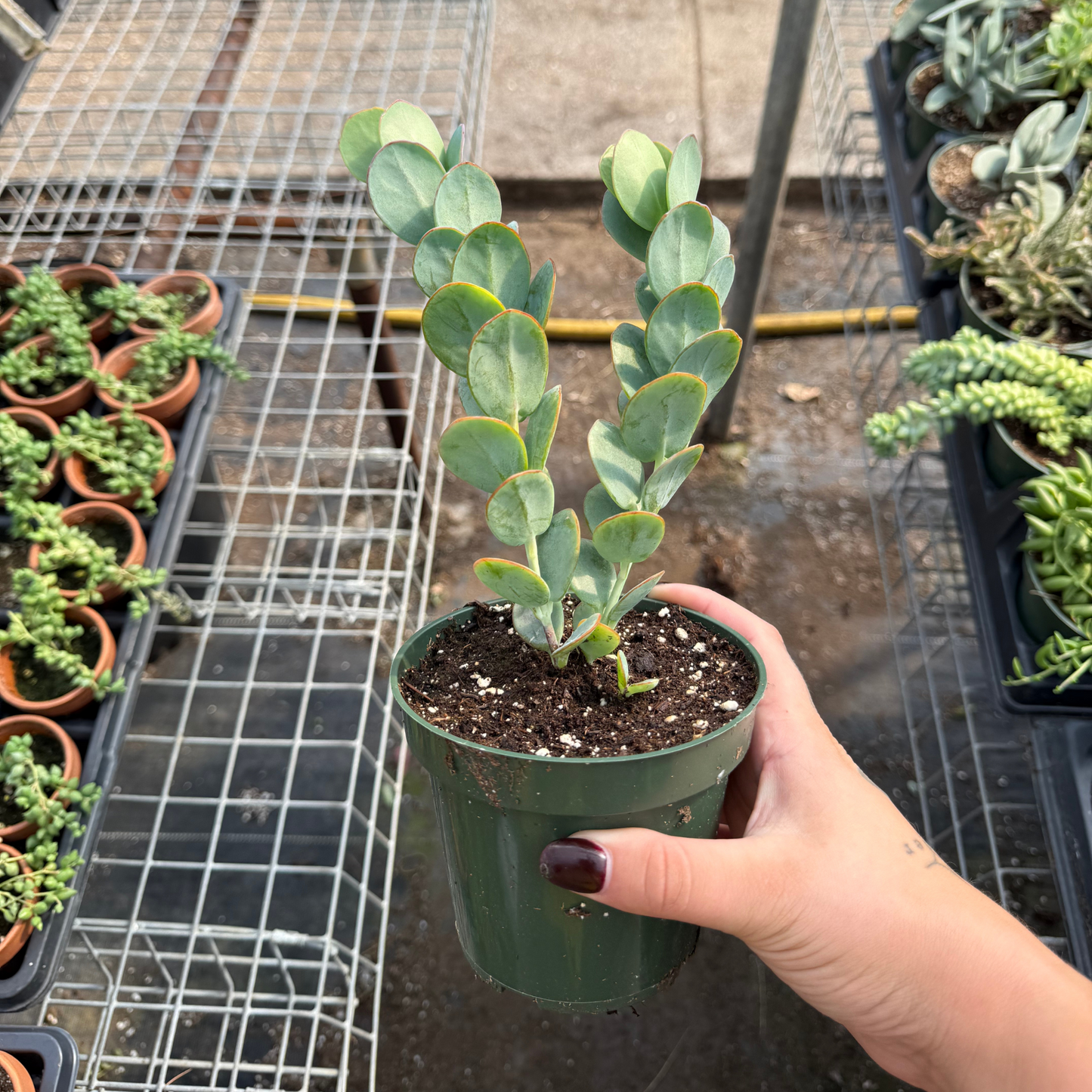 Kalanchoe marnieriana