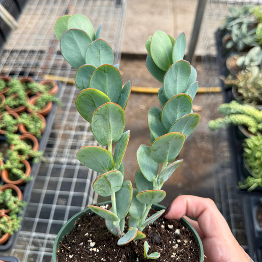 Kalanchoe marnieriana