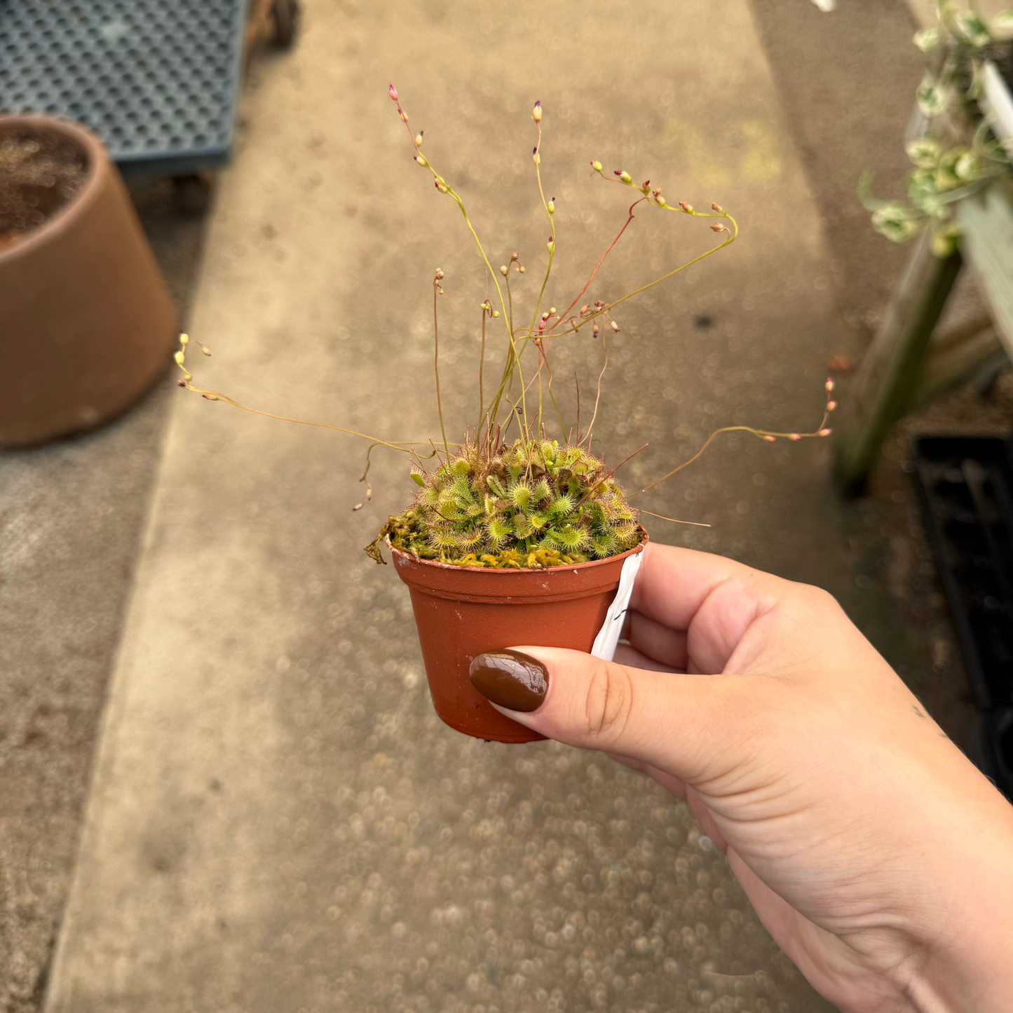 Drosera spathulata ‘Sundew’