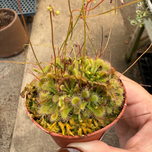 Drosera spathulata ‘Sundew’