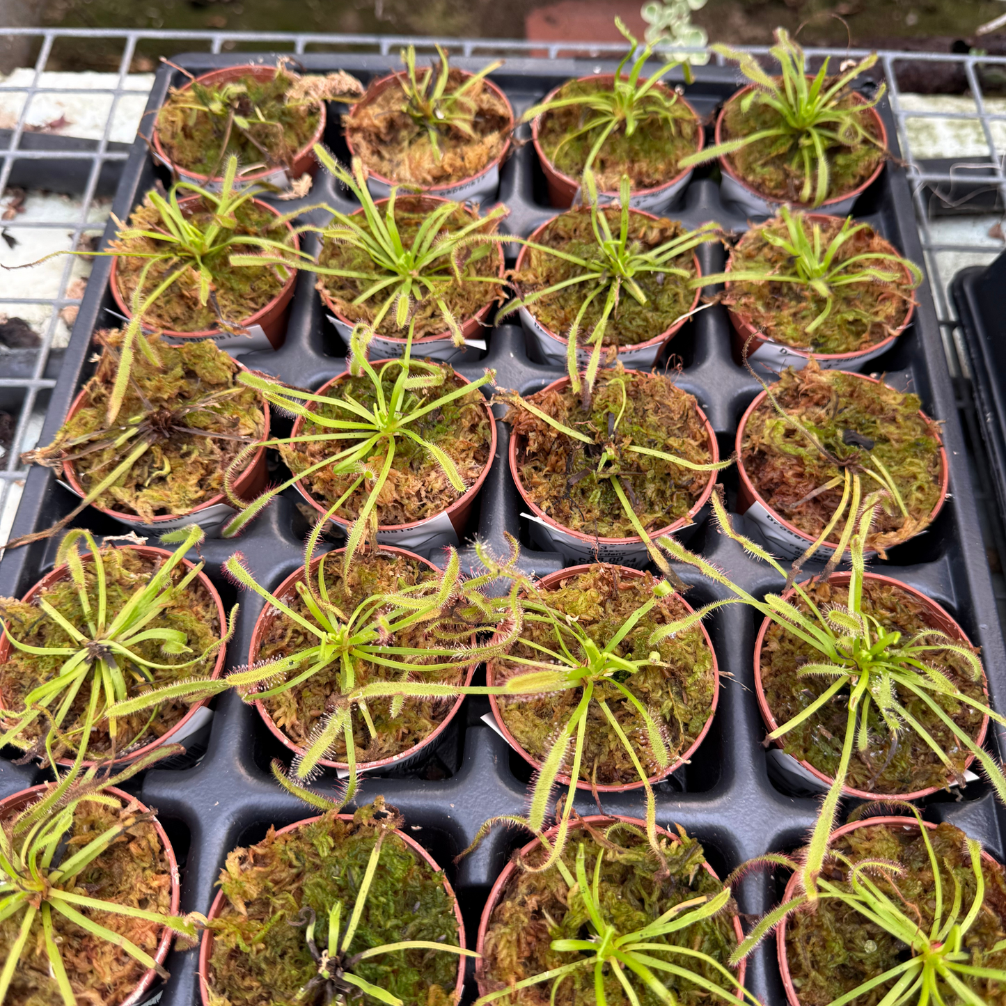 Drosera capensis