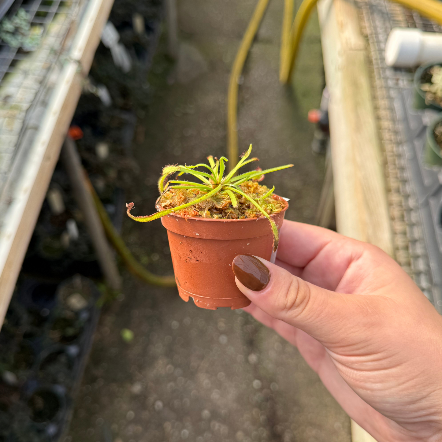 Drosera capensis