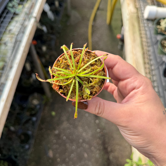 Drosera capensis