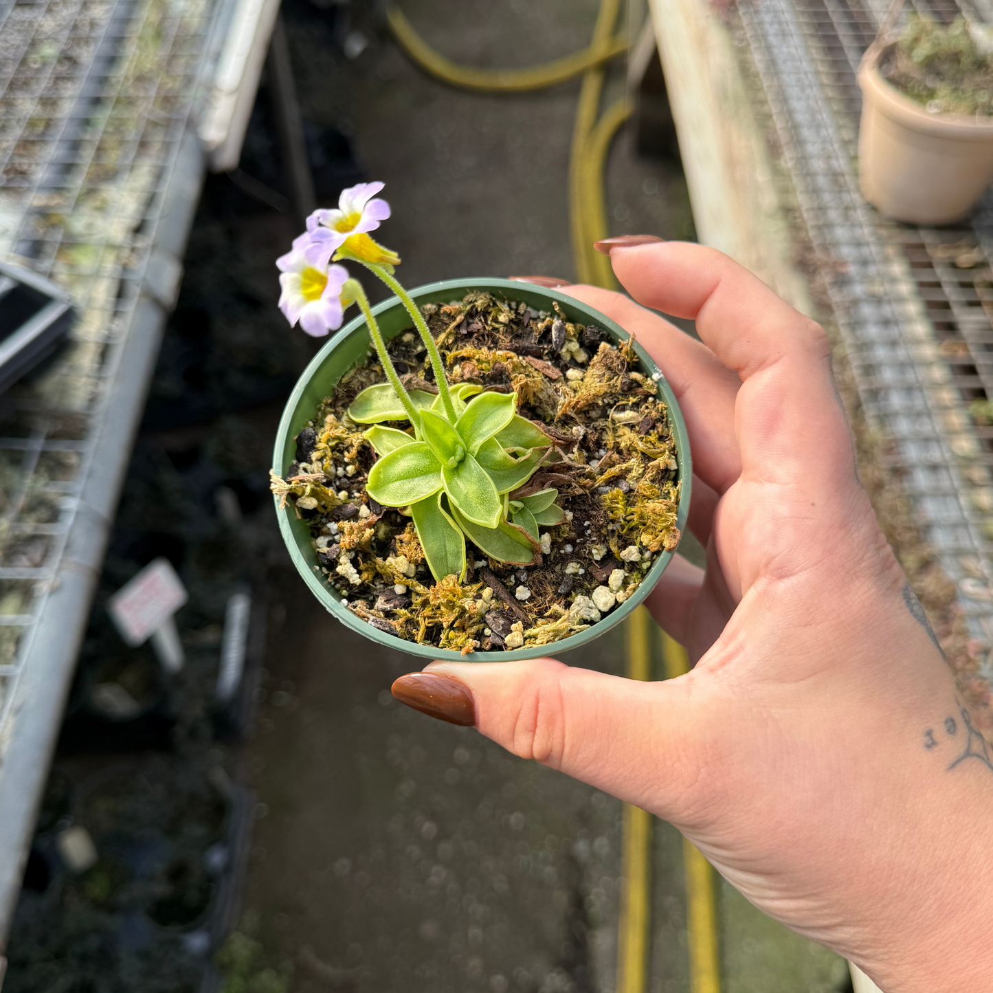 Pinguicula primuliflora