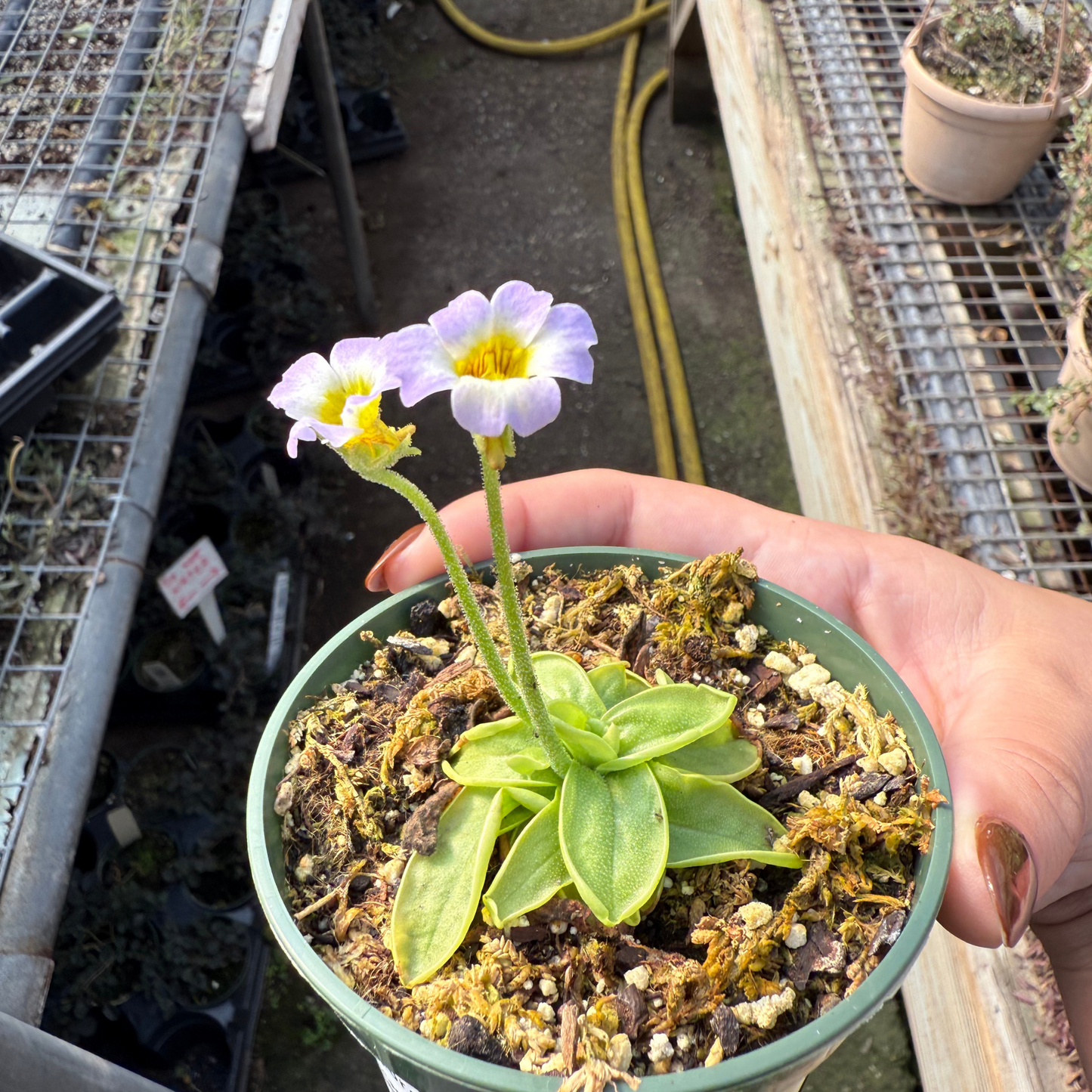 Pinguicula primuliflora