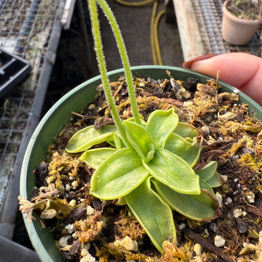 Pinguicula primuliflora