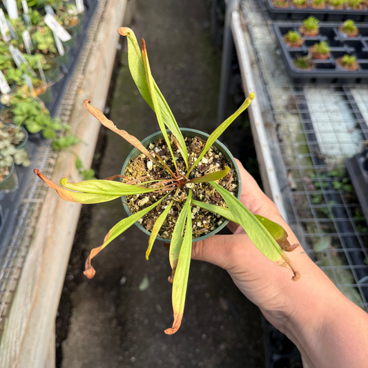 Sarracenia 'Scarlet Belle'