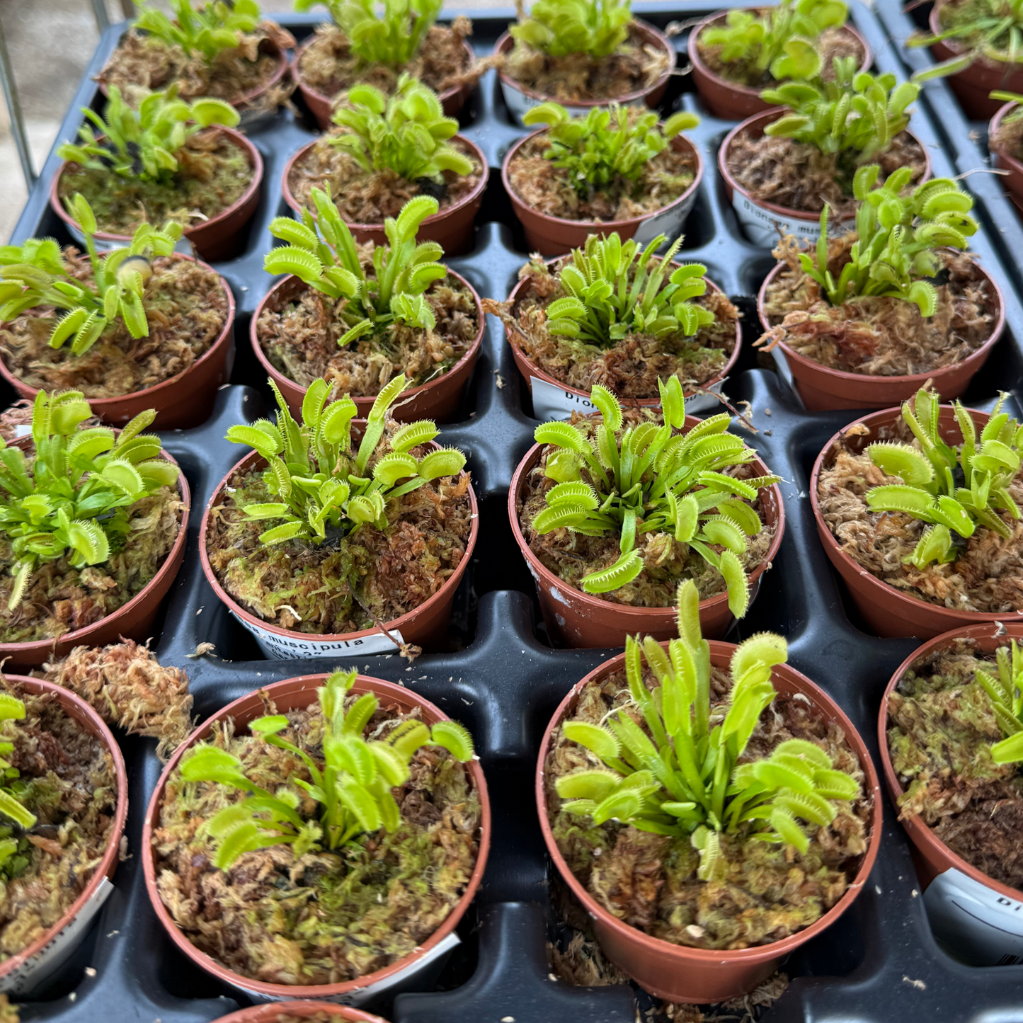 Dionaea muscipula 'Dente'