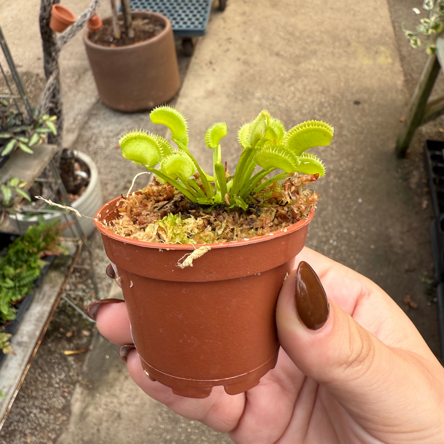 Dionaea muscipula 'Dente'