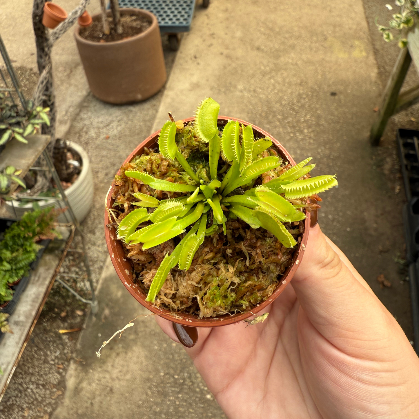 Dionaea muscipula 'Dente'