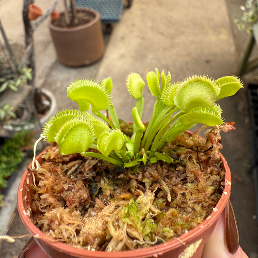 Dionaea muscipula 'Dente'