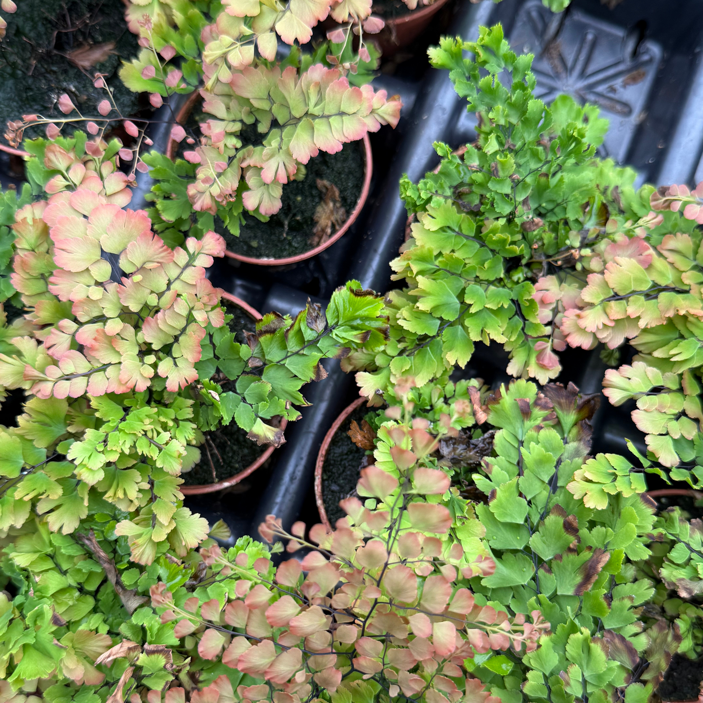 Brittle Maidenhair Fern