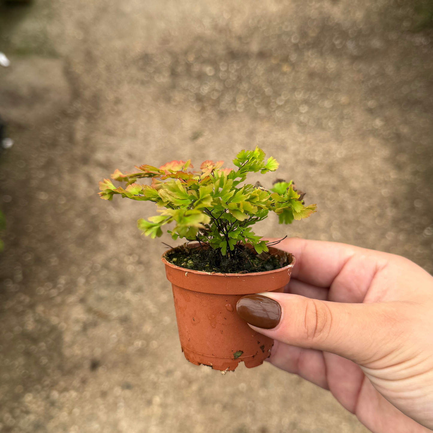 Brittle Maidenhair Fern