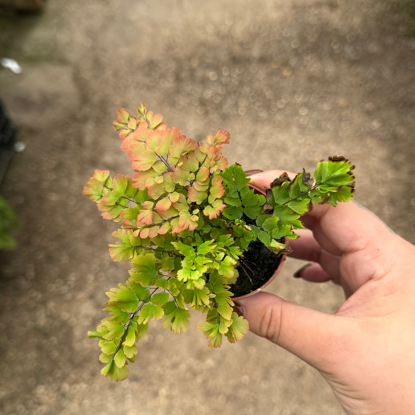 Brittle Maidenhair Fern