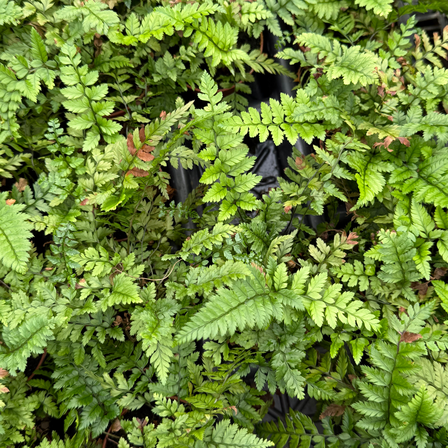 Korean Rock Fern