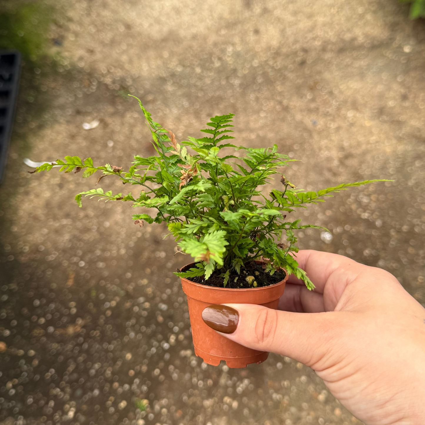 Korean Rock Fern