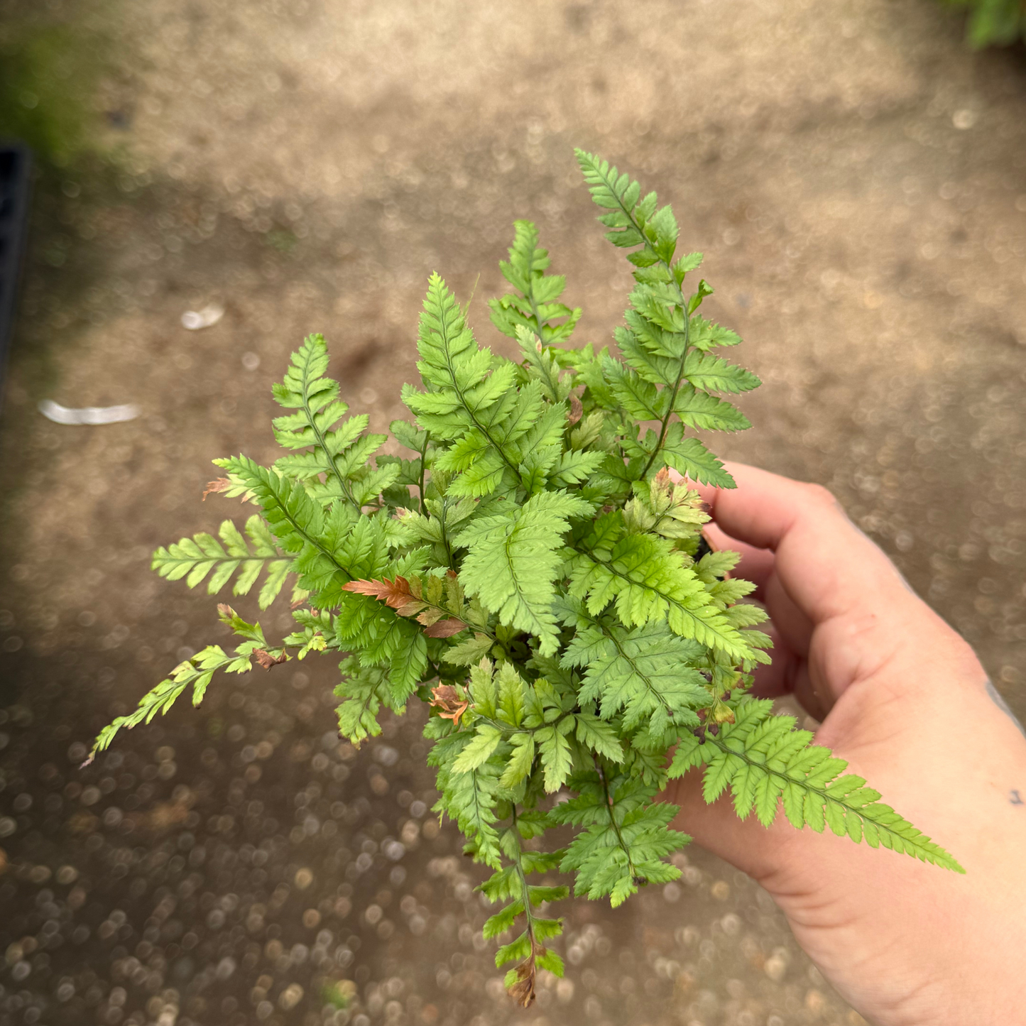 Korean Rock Fern