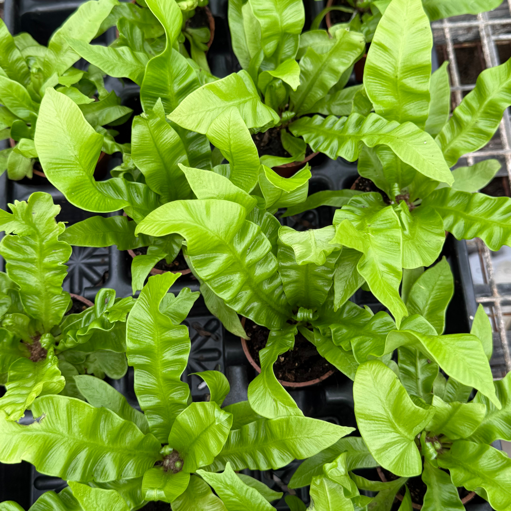crispy wave plant air purifier Crispy Wave Fern – Fantastic Gardens