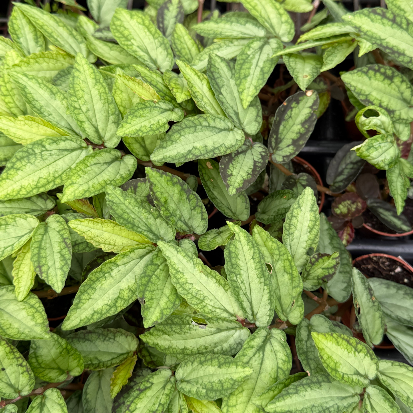 Pellonia repens