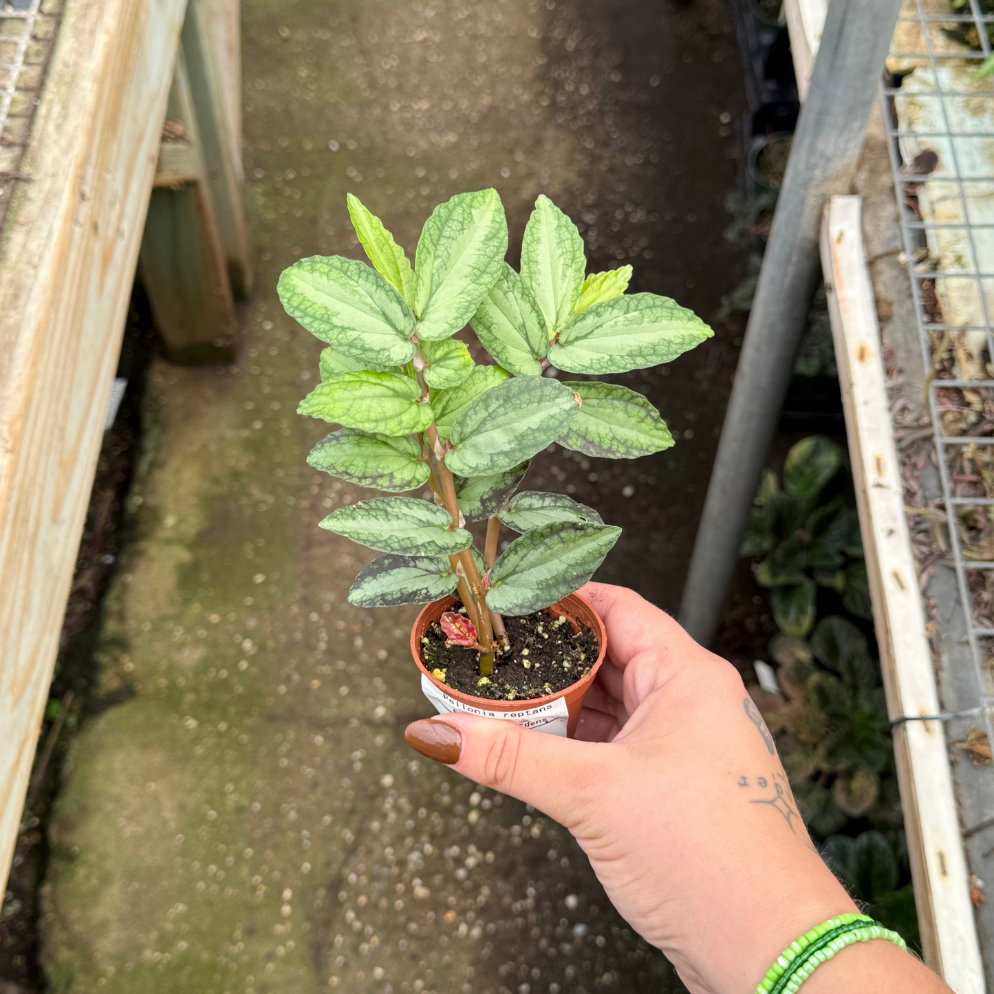 Pellonia repens