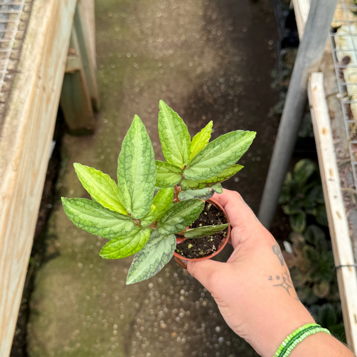 Pellonia repens