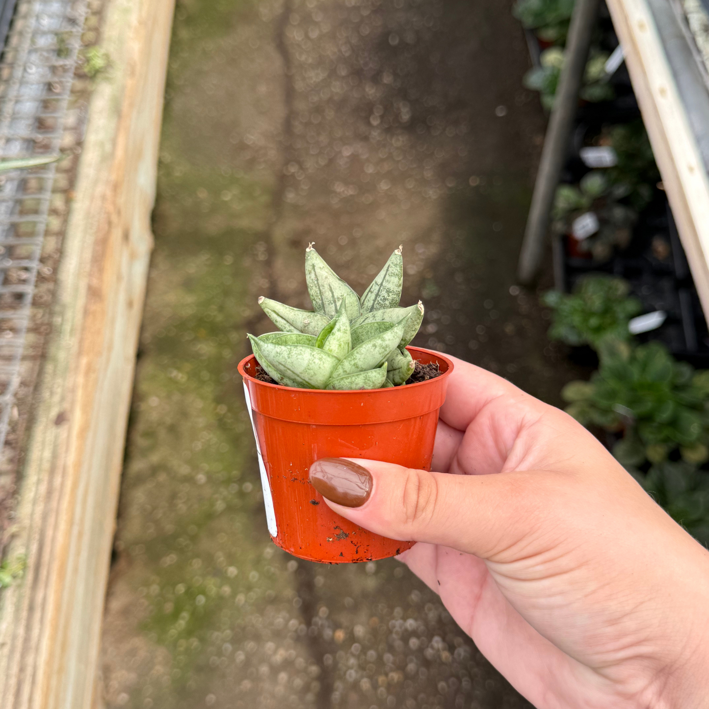 Sansevieria cylindrica 'Dwarf Boncel'