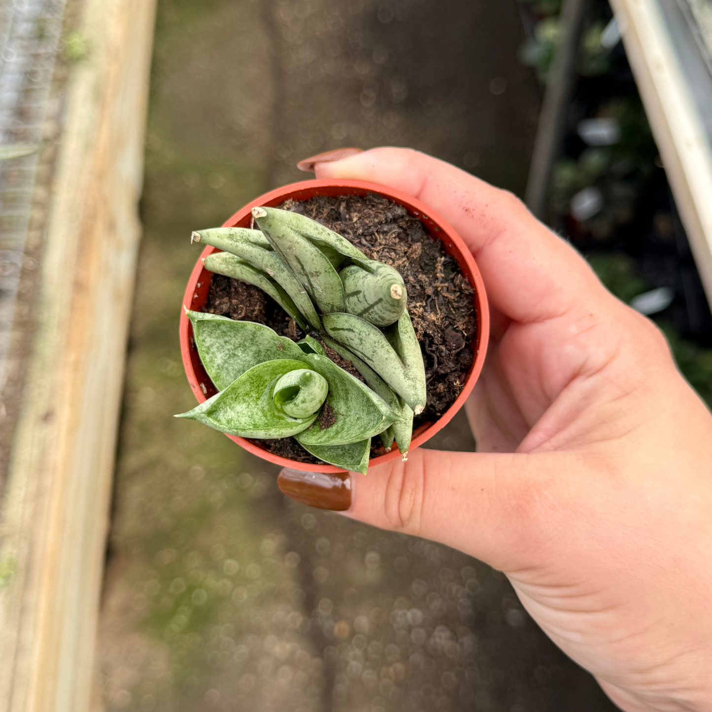 Sansevieria cylindrica 'Dwarf Boncel'