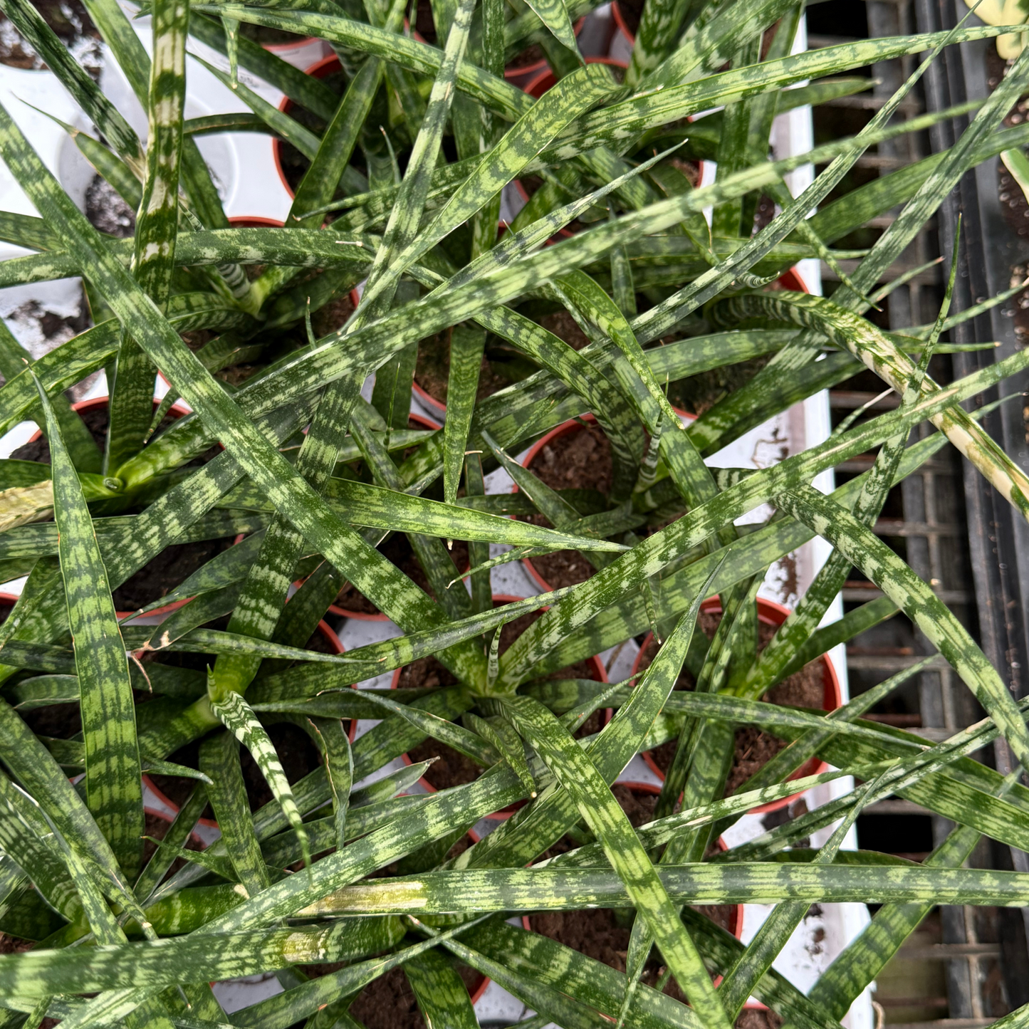 Sansevieria Fernwood 'Mikado'