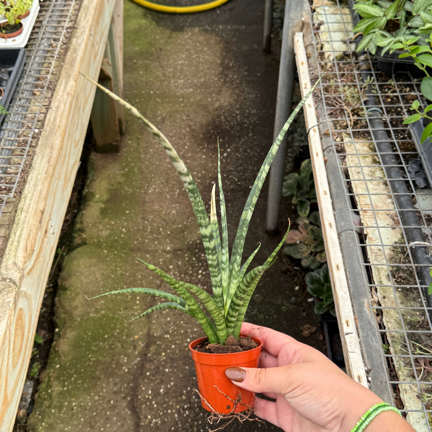 Sansevieria Fernwood 'Mikado'