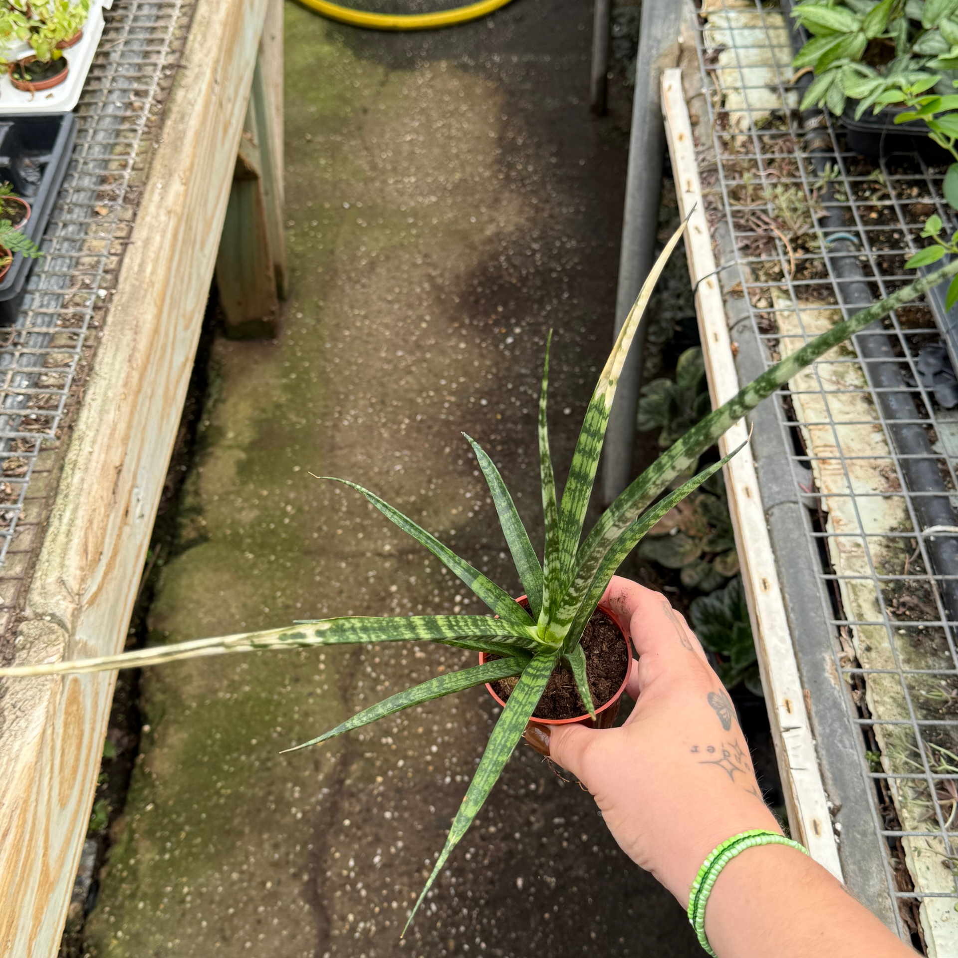 Sansevieria Fernwood 'Mikado' – Fantastic Gardens