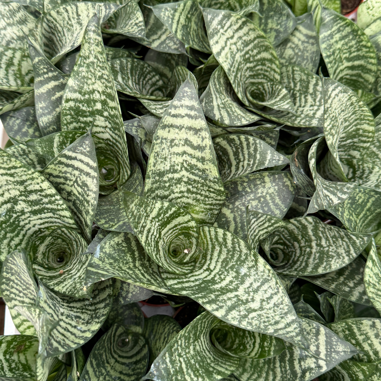 Sansevieria hahnii 'Birdnest'