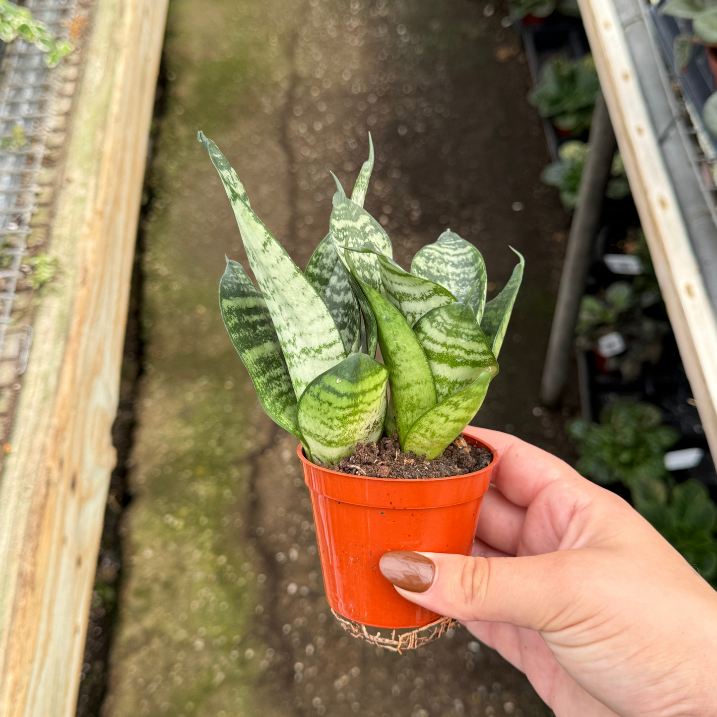 Sansevieria hahnii 'Birdnest'