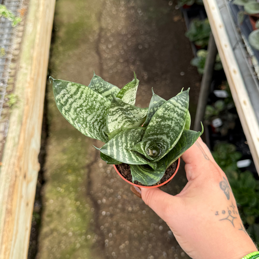 Sansevieria hahnii 'Birdnest'