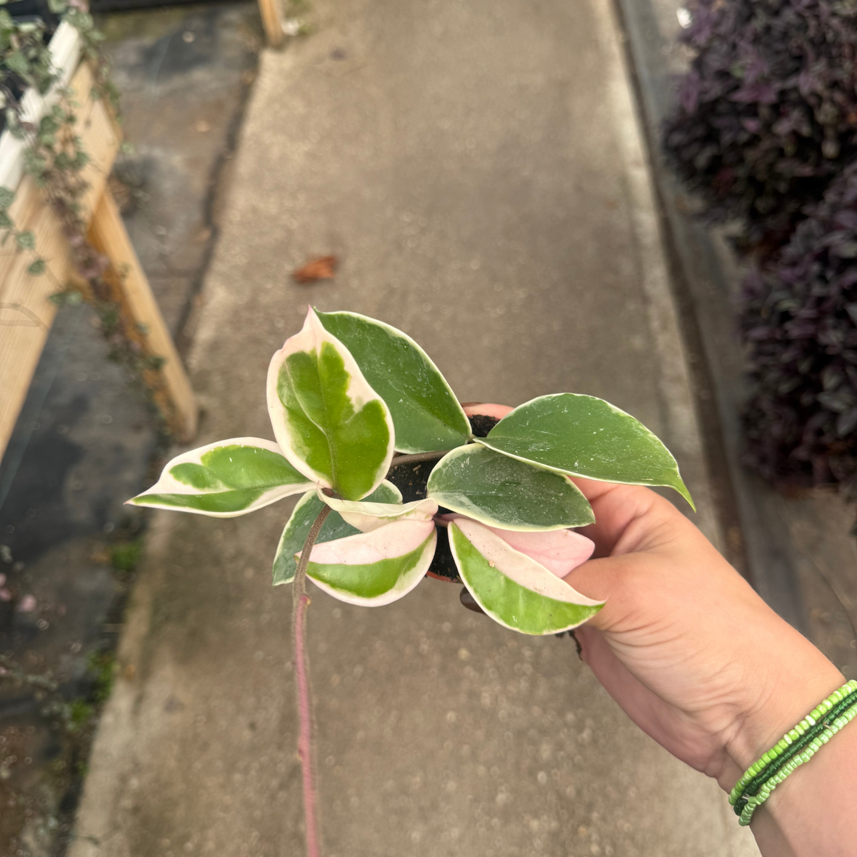メロ　YOSA チタニウム「神の手」カッサ#9157 Hoya carnosa 'Krimson Queen' – Fantastic Gardens