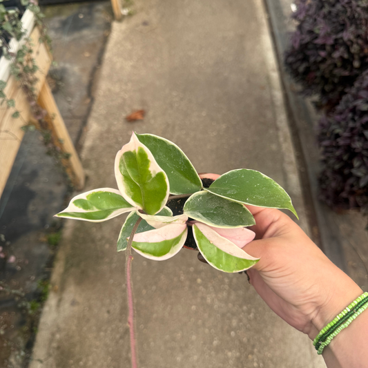 Hoya carnosa 'Krimson Queen'